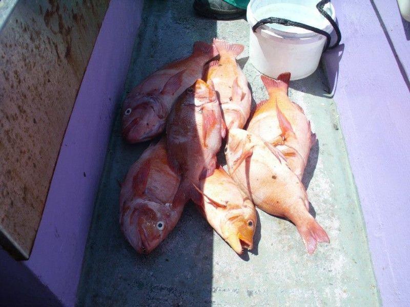 Daily Fishing Trips from  Harbour