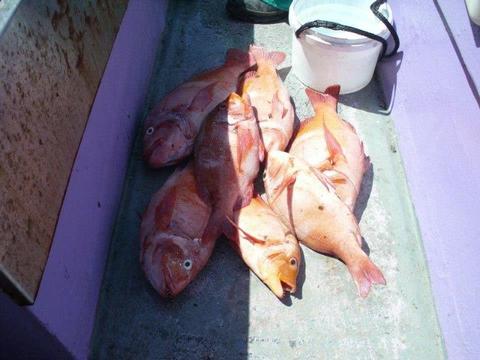 Daily Fishing Trips from  Harbour come catch with us
